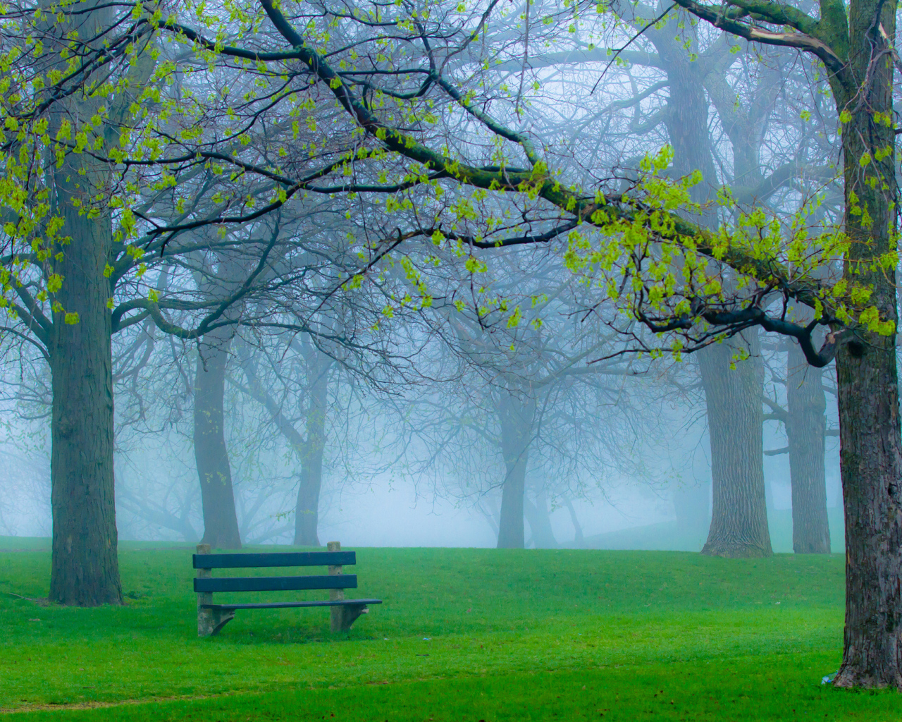 Скамейка в туманном парке