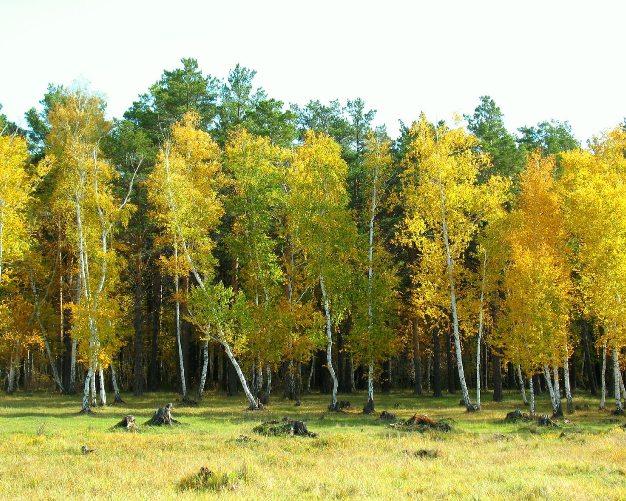 Березовый лес