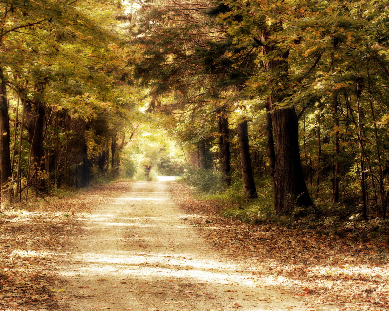 Дорога в дремучем лесу