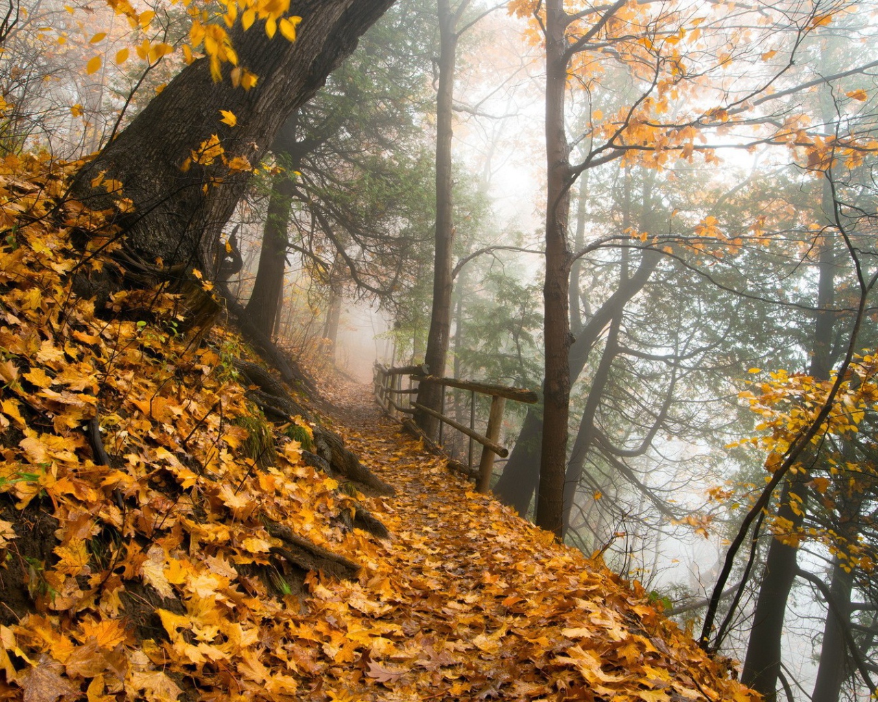 Тропа в осеннем лесу