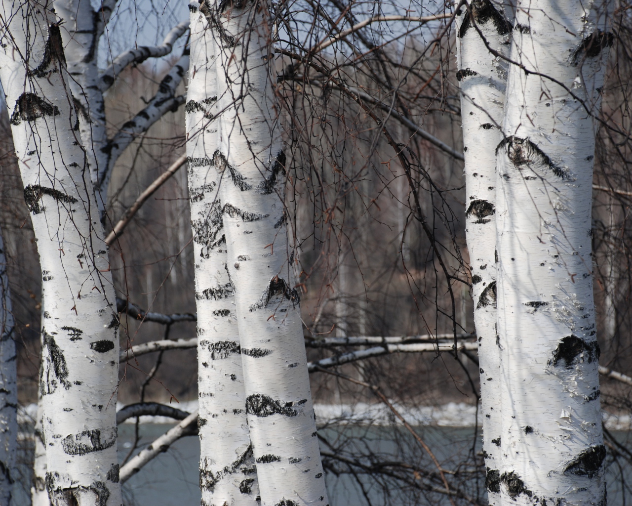 Зимняя березовая роща