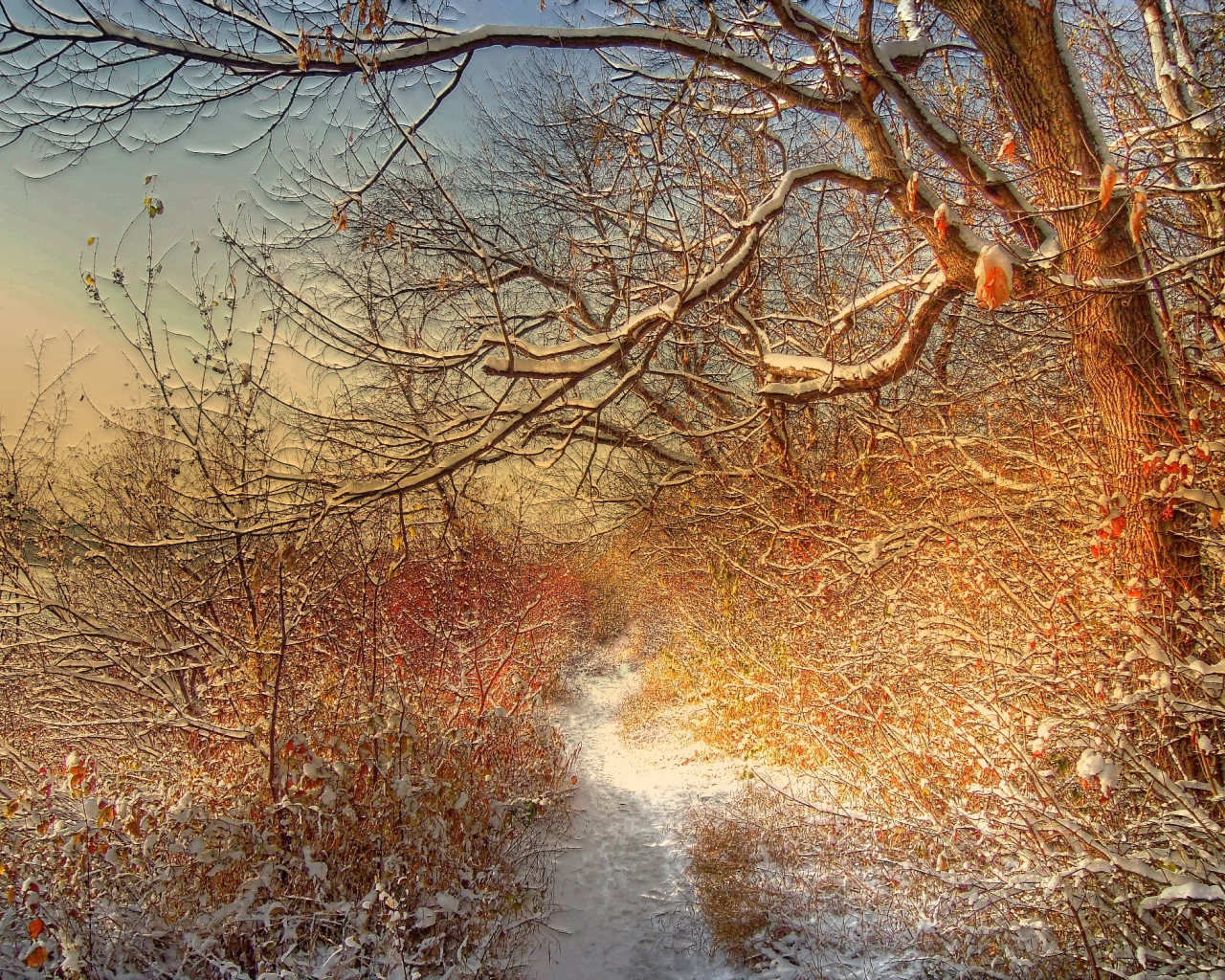 Зимняя дорожка через лес