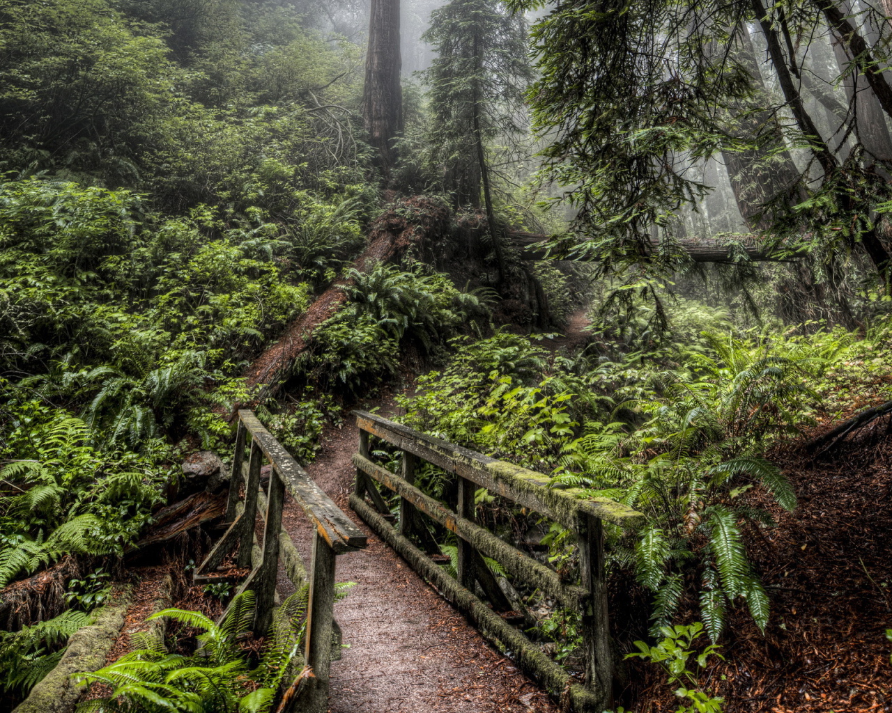 Деревянный мост в лесу