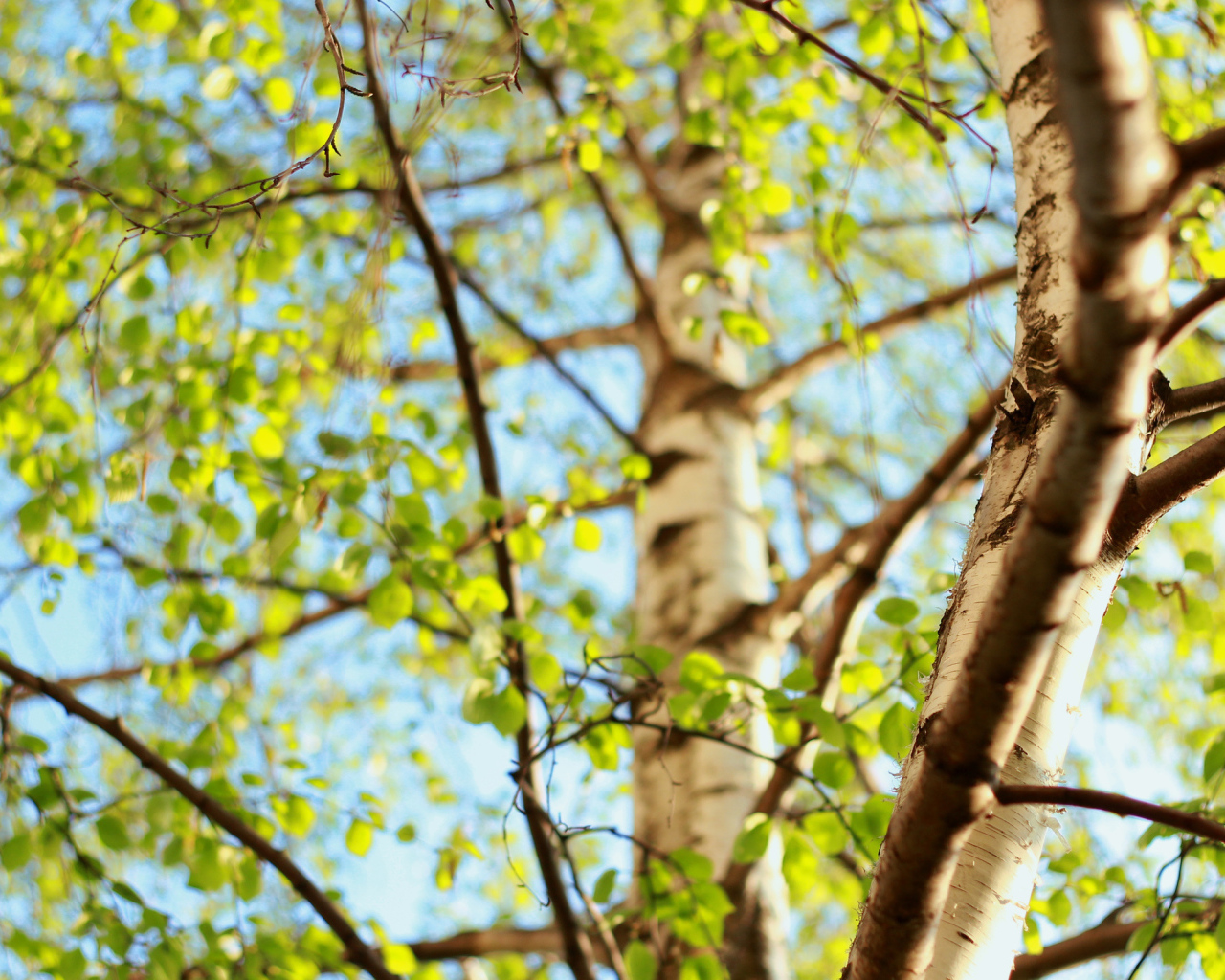 Молодая зелень берез