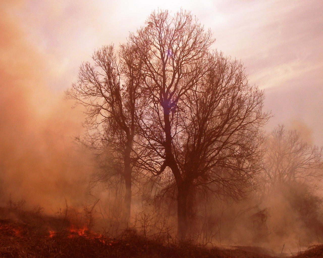 Пожар в лесу