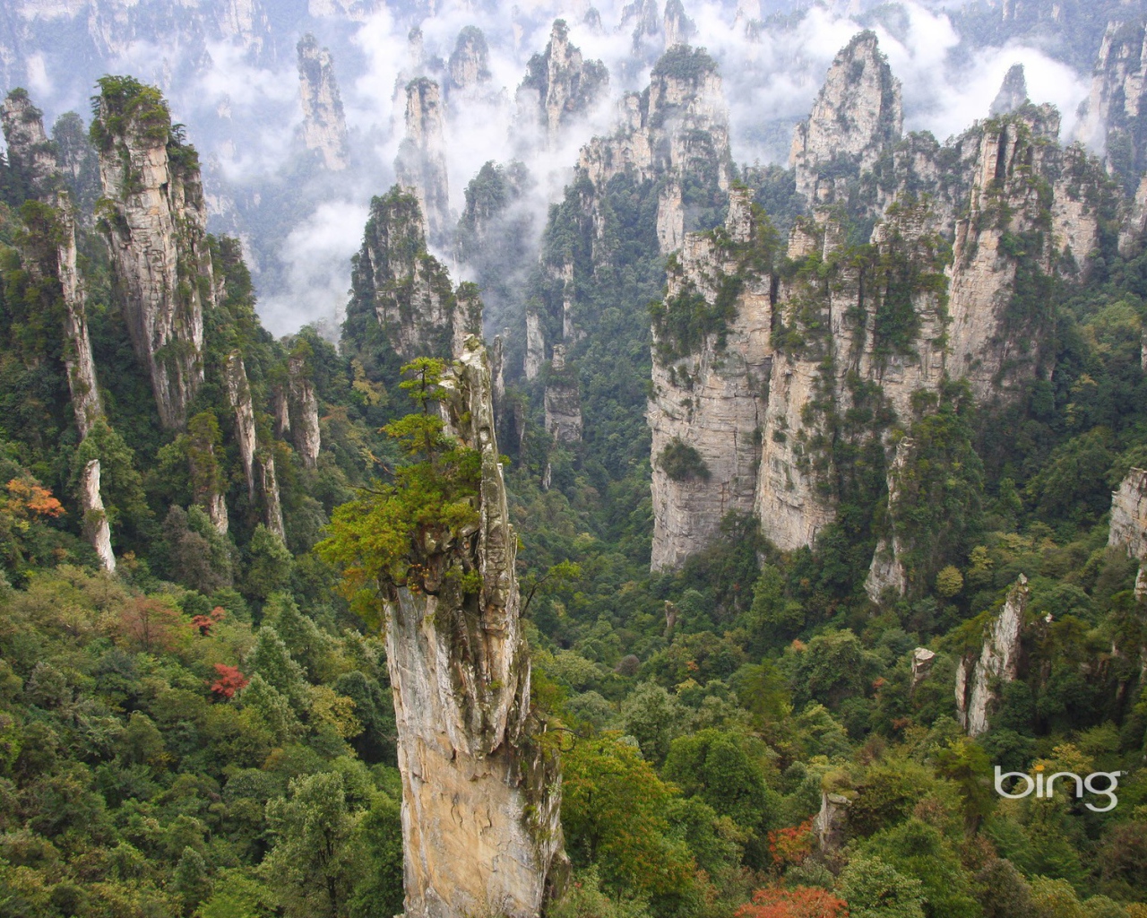 Лес на каменных столбах