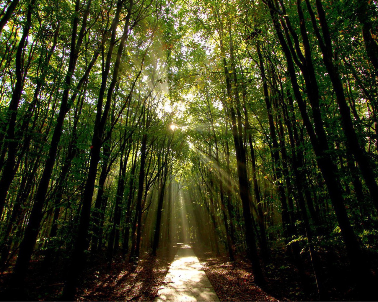 Освещенная солнцем дорога в лесу