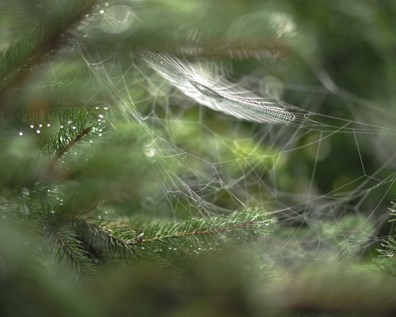 Паутина в лесу