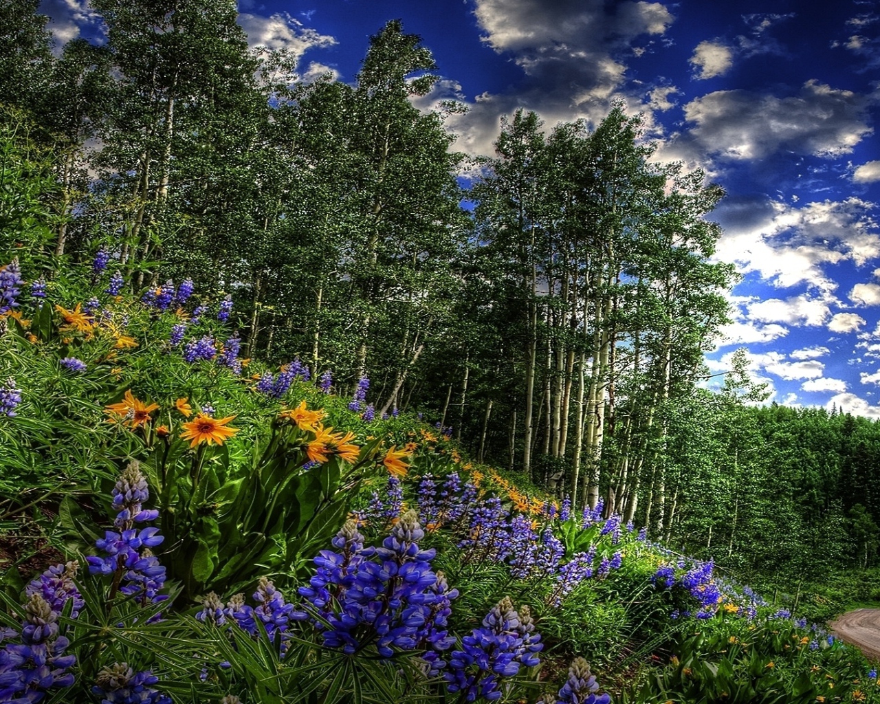 Цветы около дороги