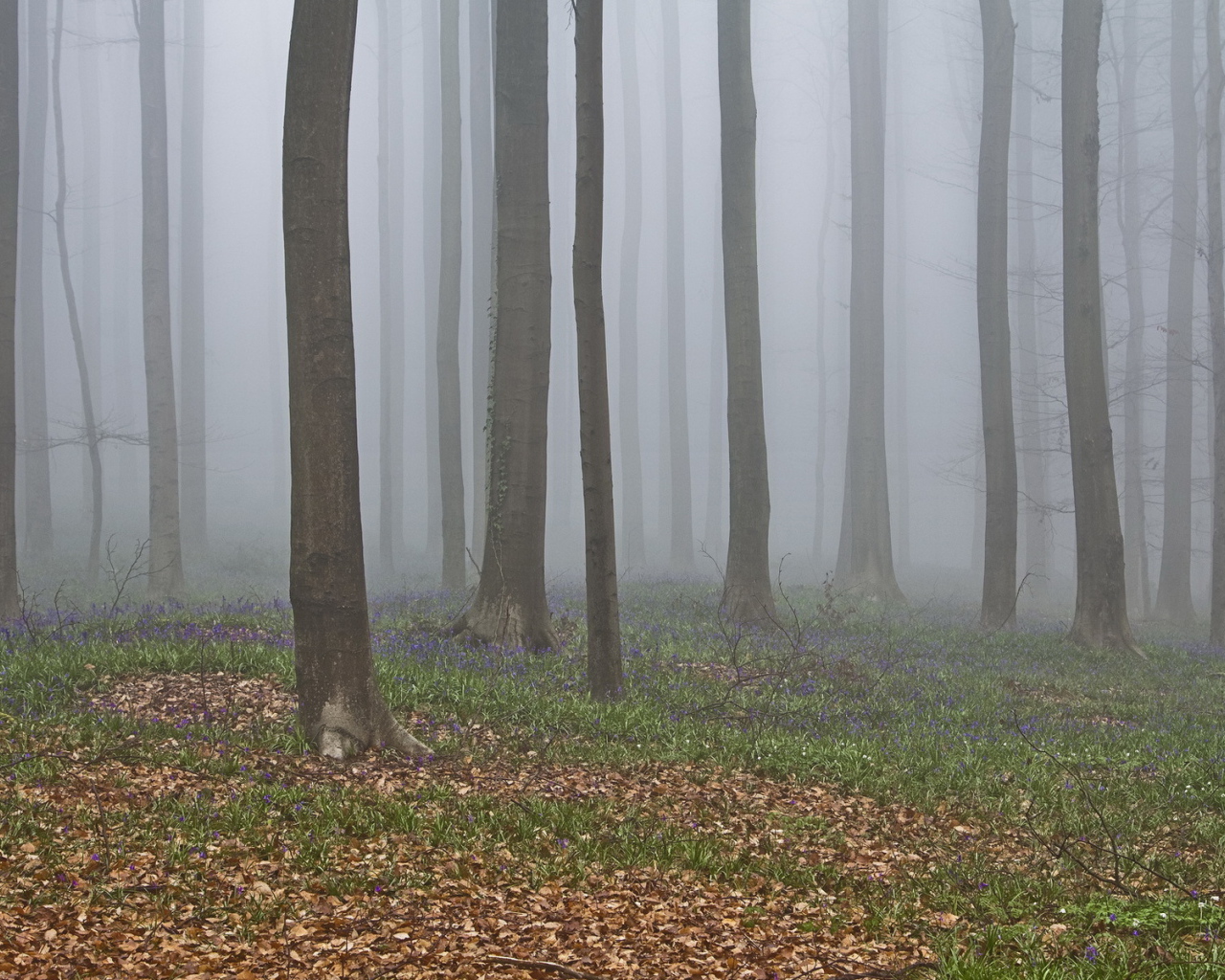 В лесу осенний туман