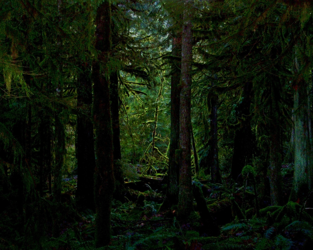 Покрытый мхом лес