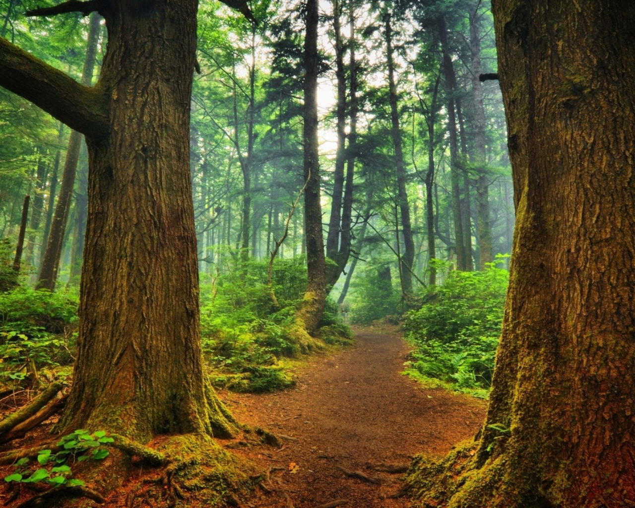 Тропинка среди деревьев