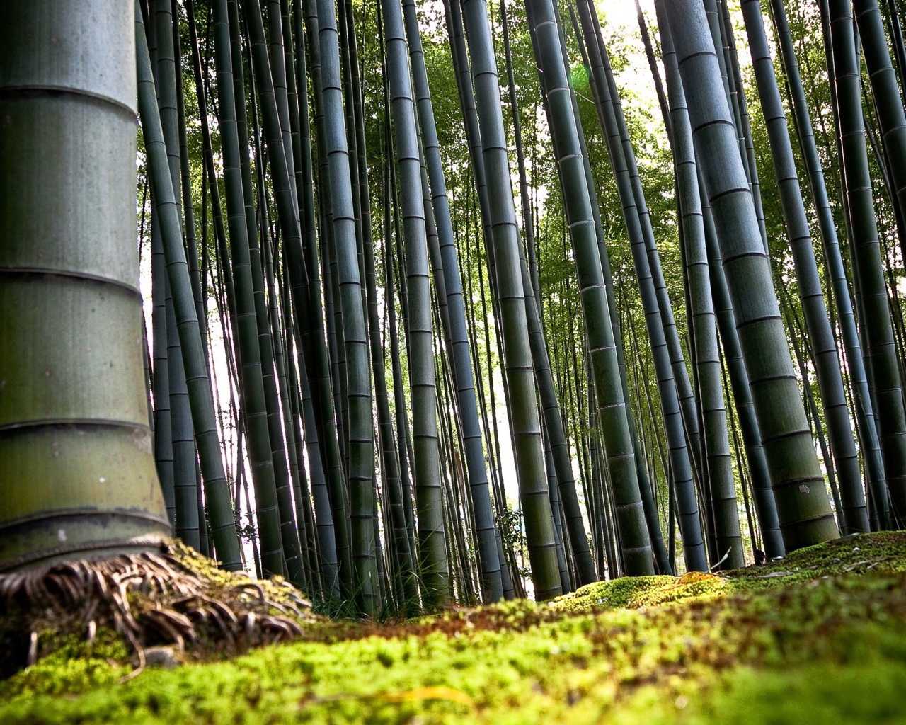Корни бамбука