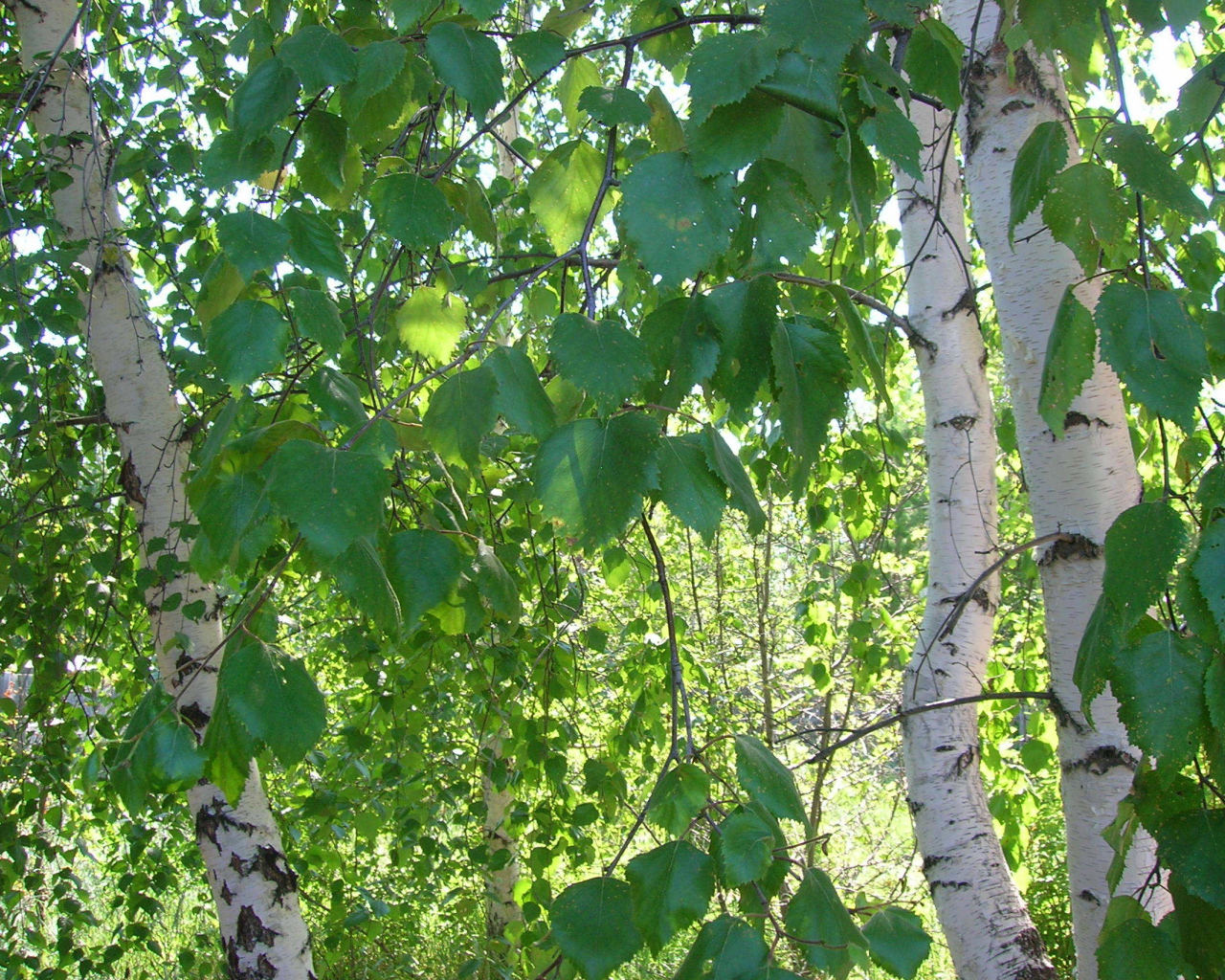 Листья березы