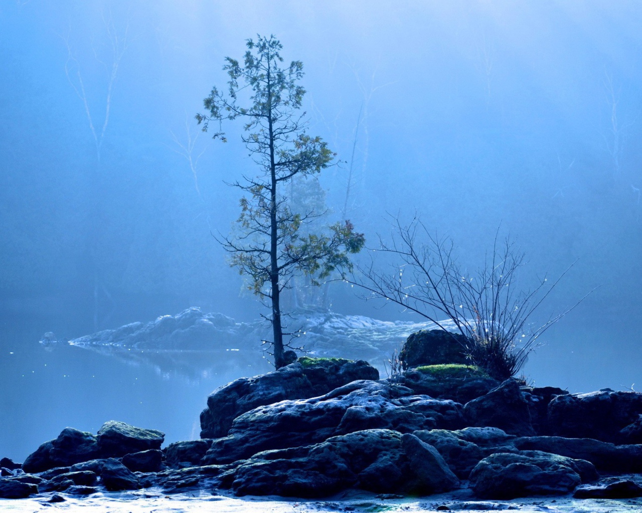 Дерево на каменном острове
