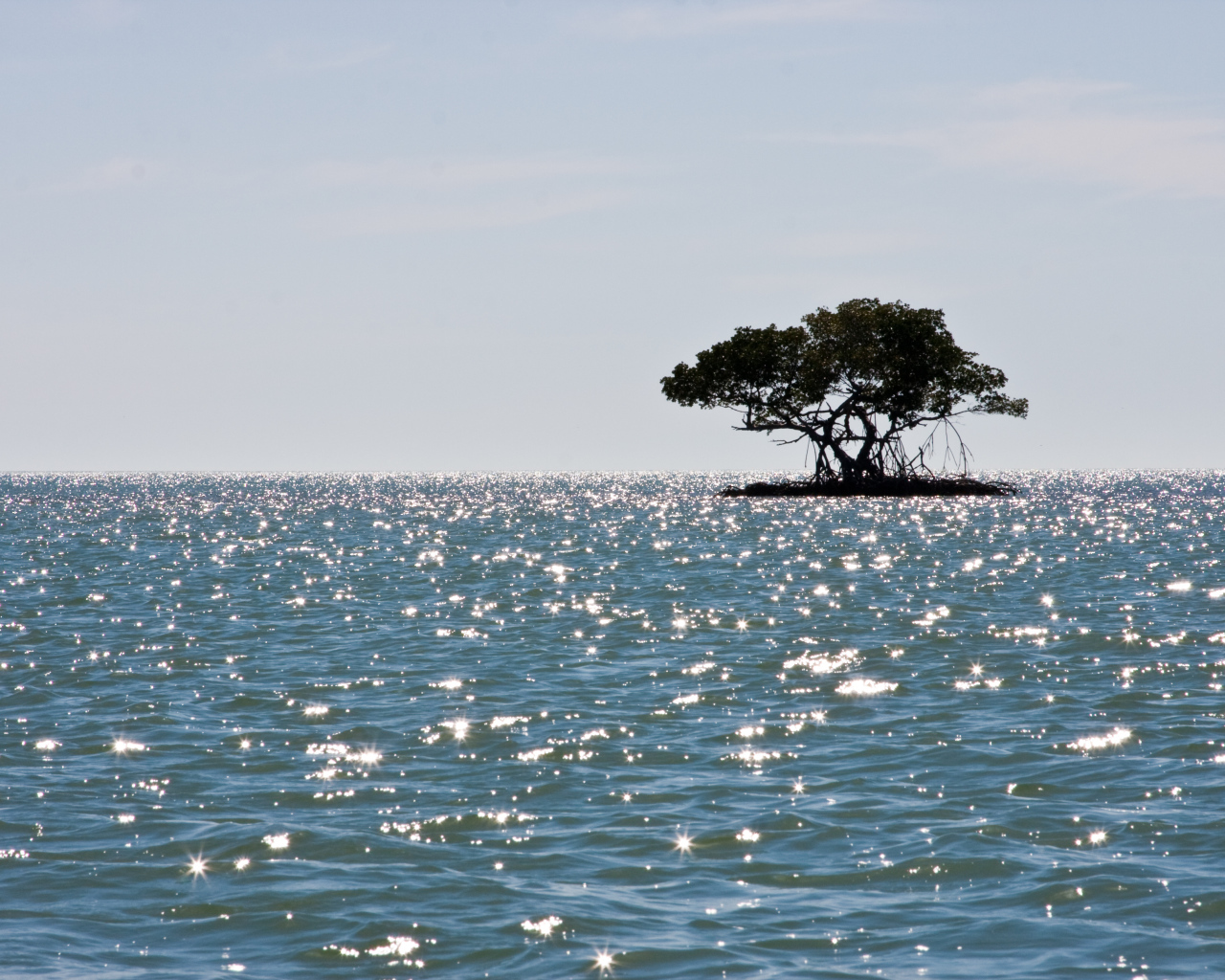 Маленький остров с деревом