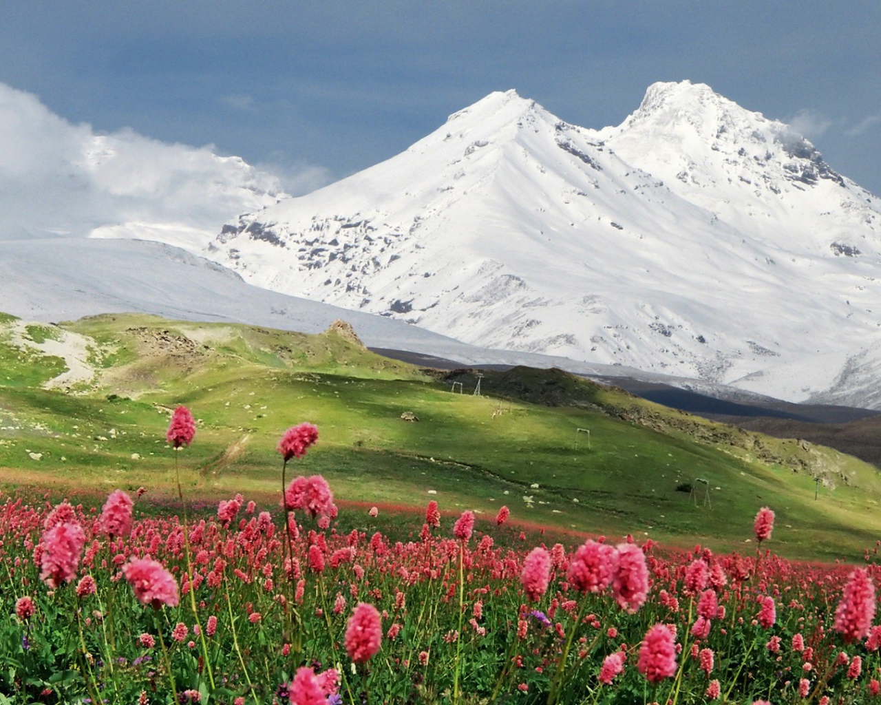 Цветы на фоне гор