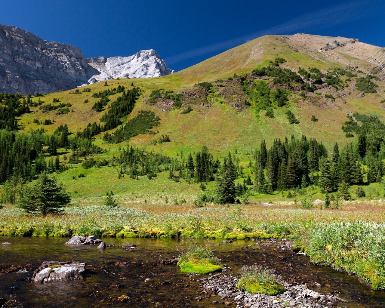 Гора заросшая лесом