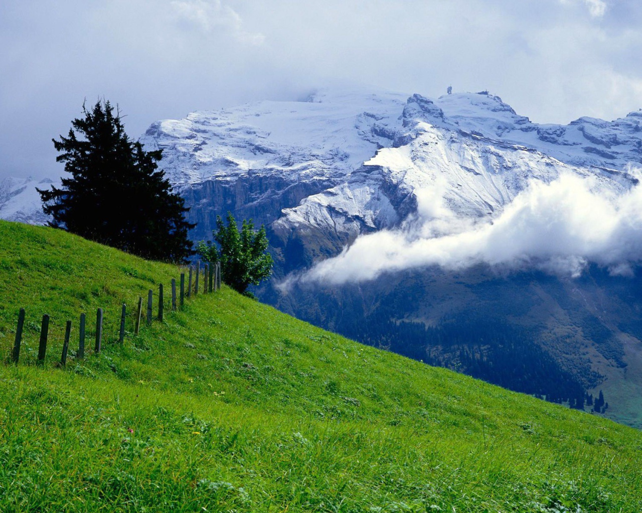 Зеленый луг и снежные горы