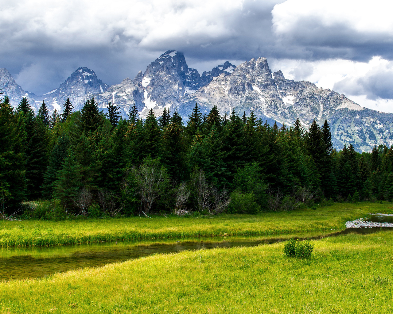 Зелёные деревья на фоне гор