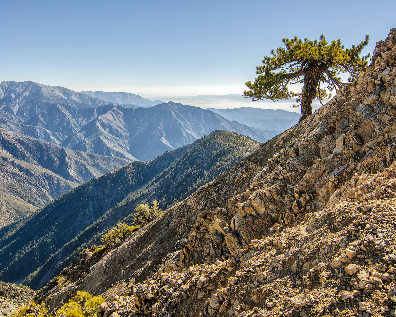 Одинокое дерево в горах