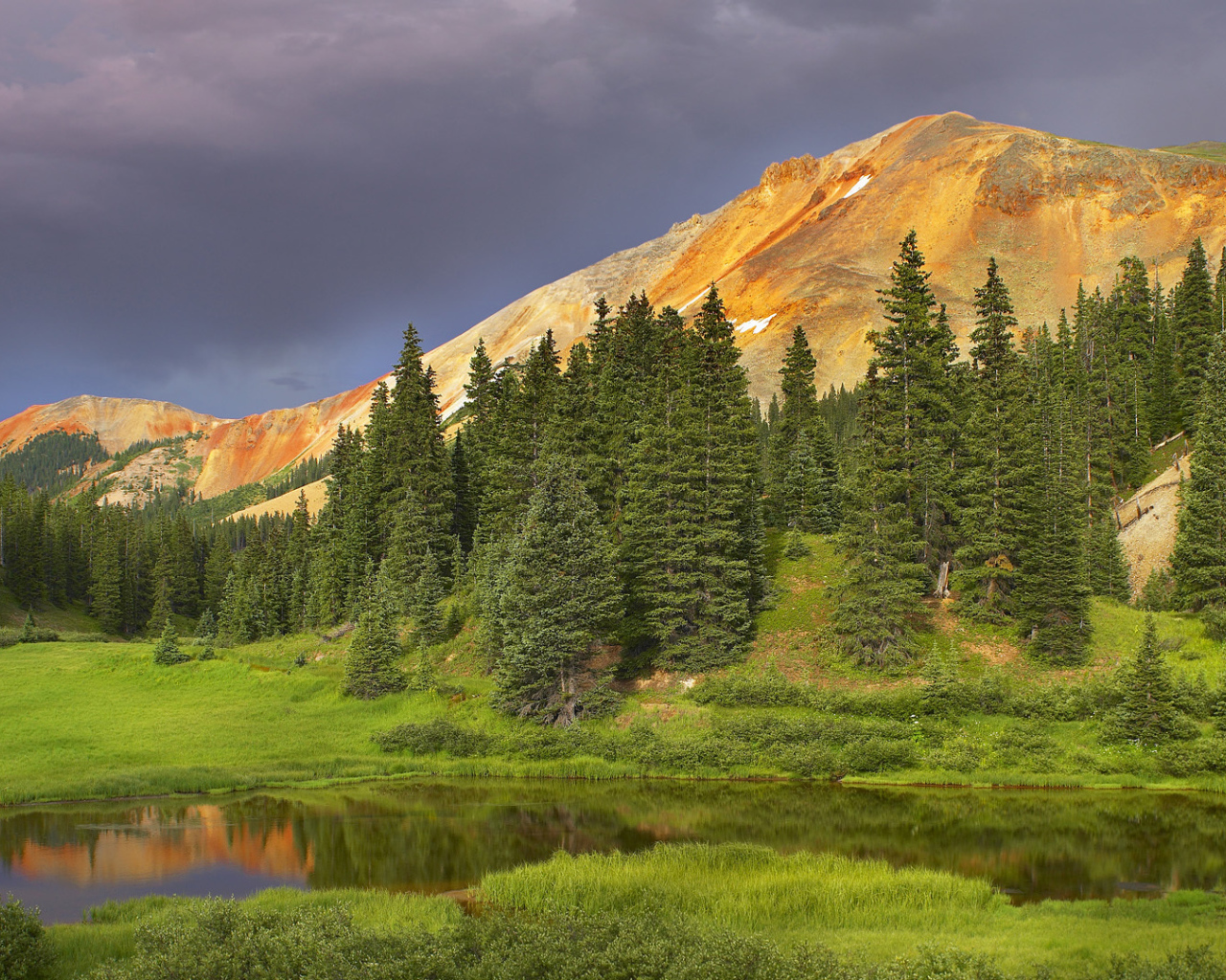 Еловый лес в долине