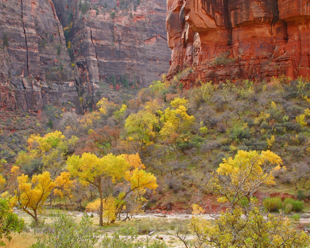 Растительность в горах