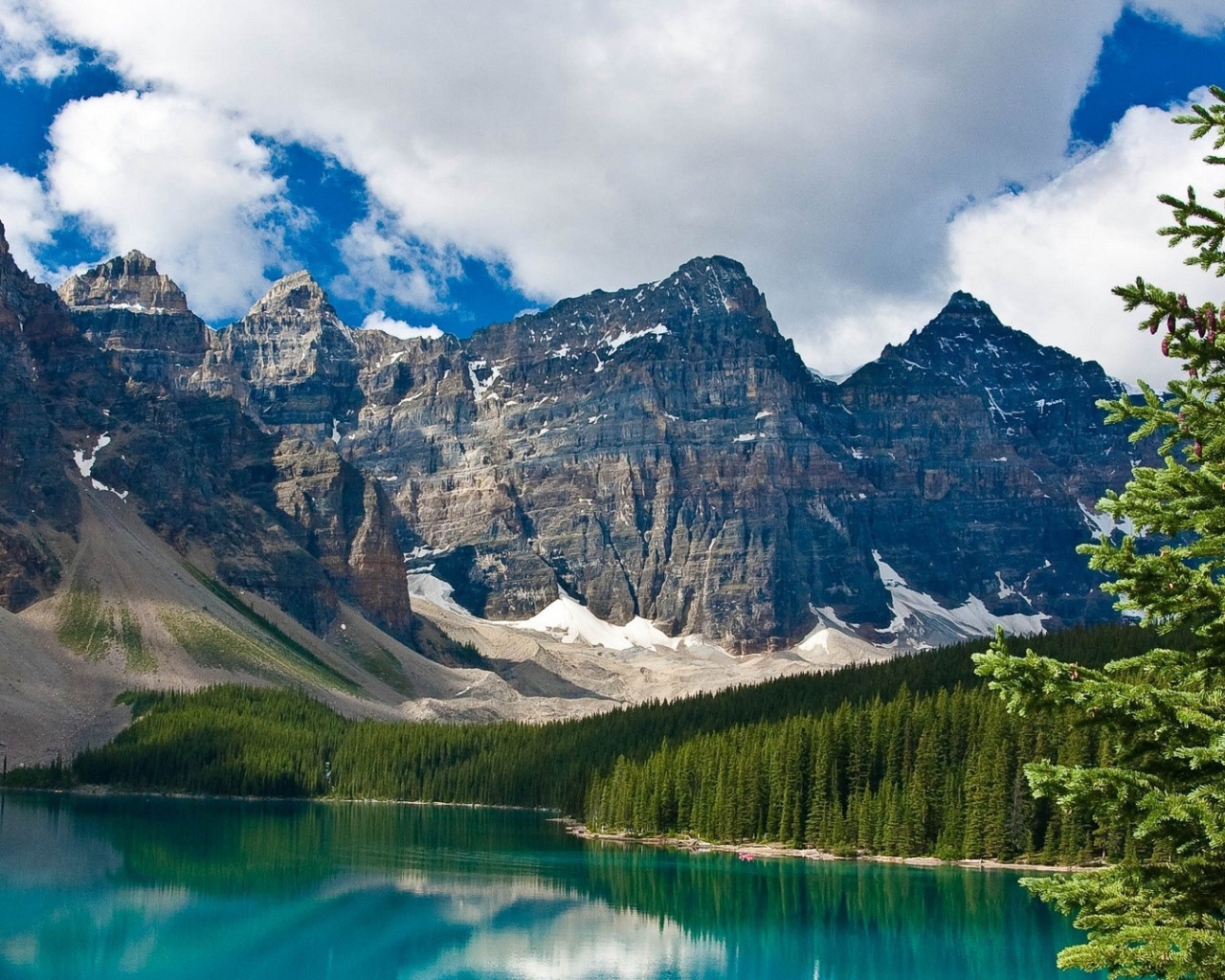 Ель на берегу озера