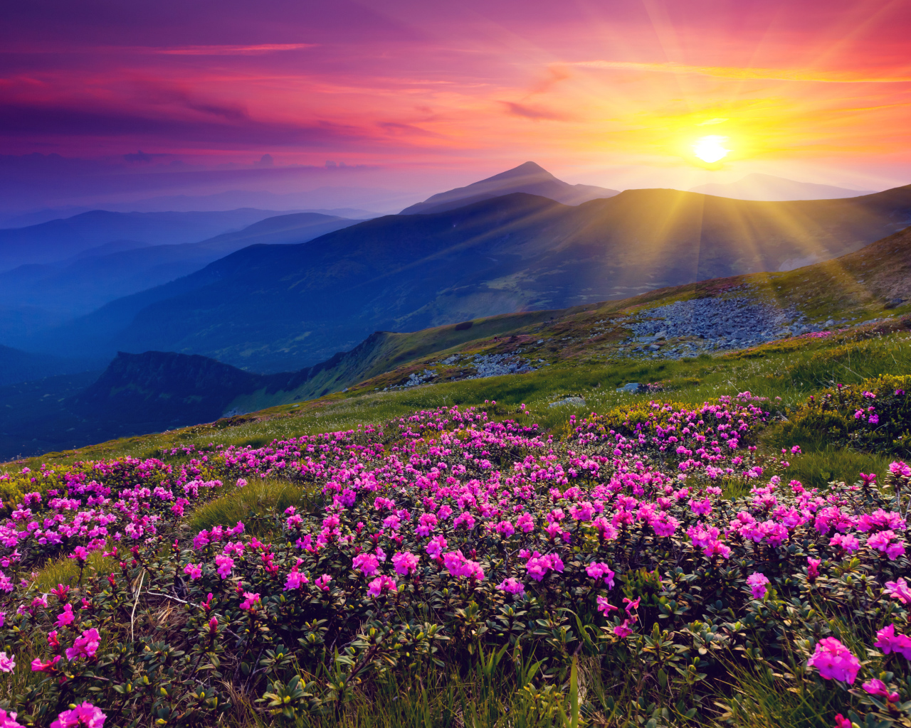 Цветы в горах на рассвете