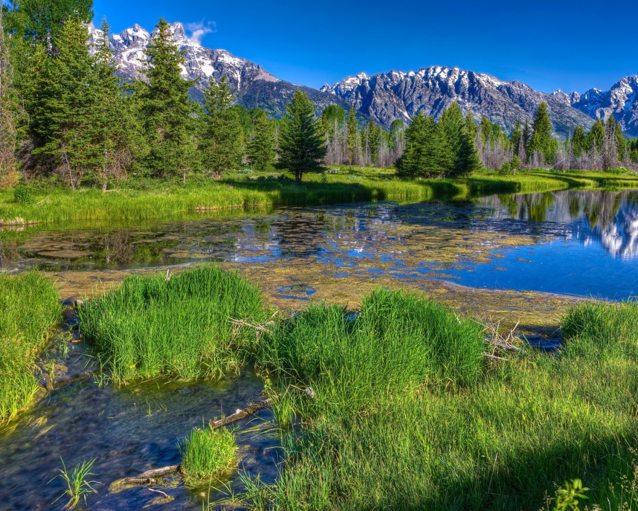 Заросшая река в горах