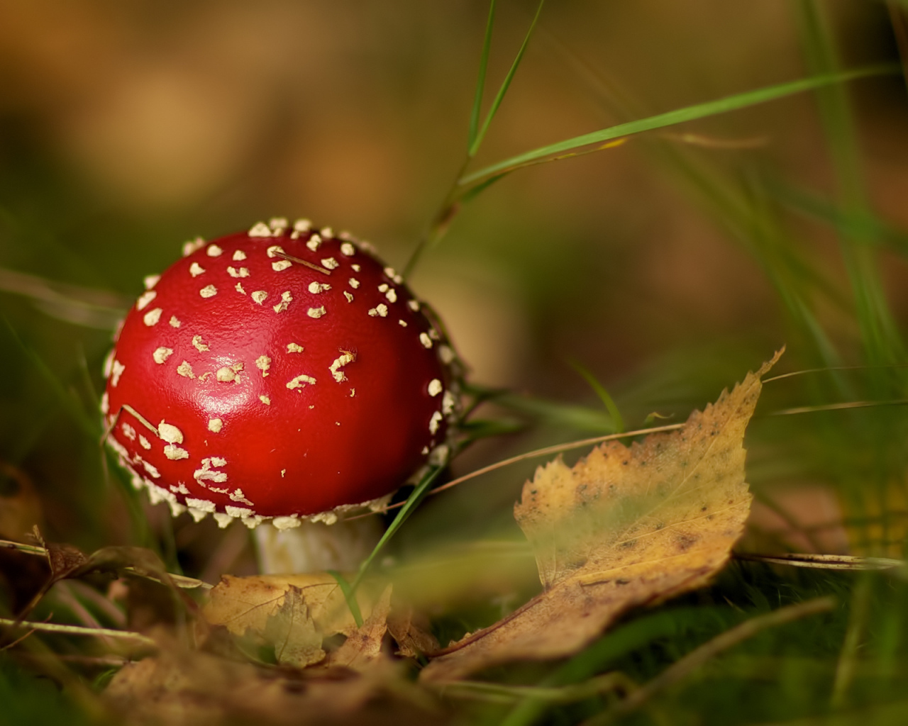 Мухомор среди травы