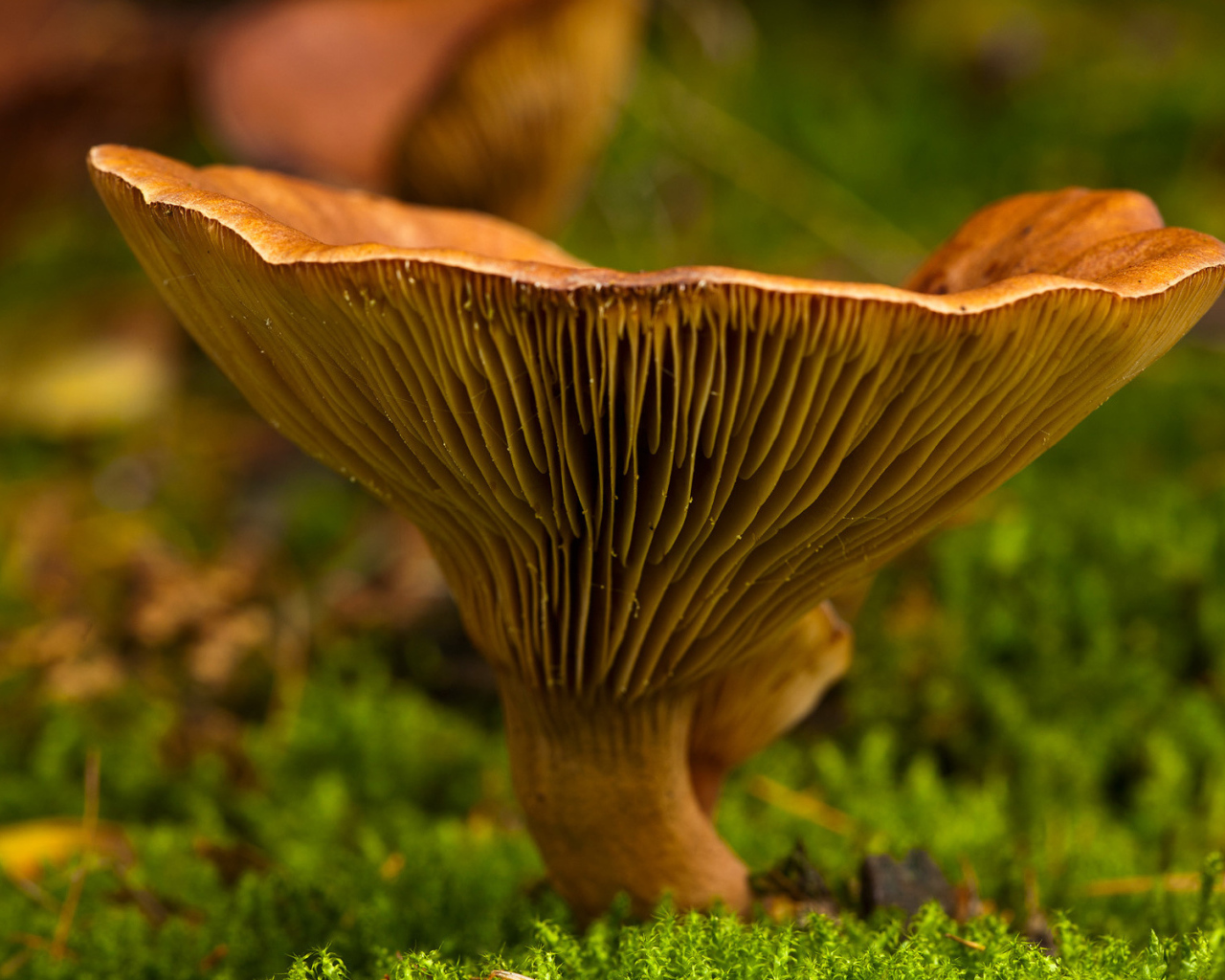 Осень грибная пора