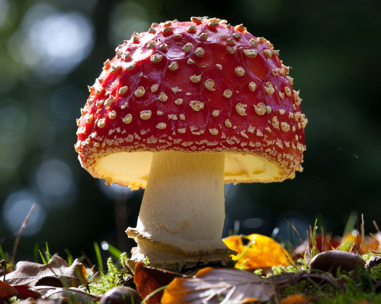 Красивый гриб мухомор