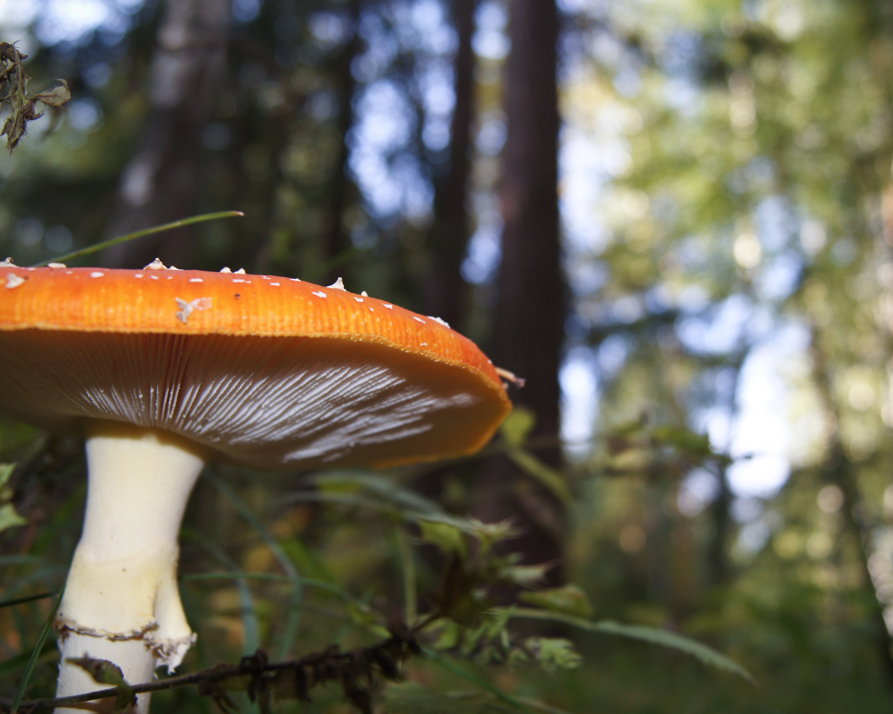 Большой гриб в лесу