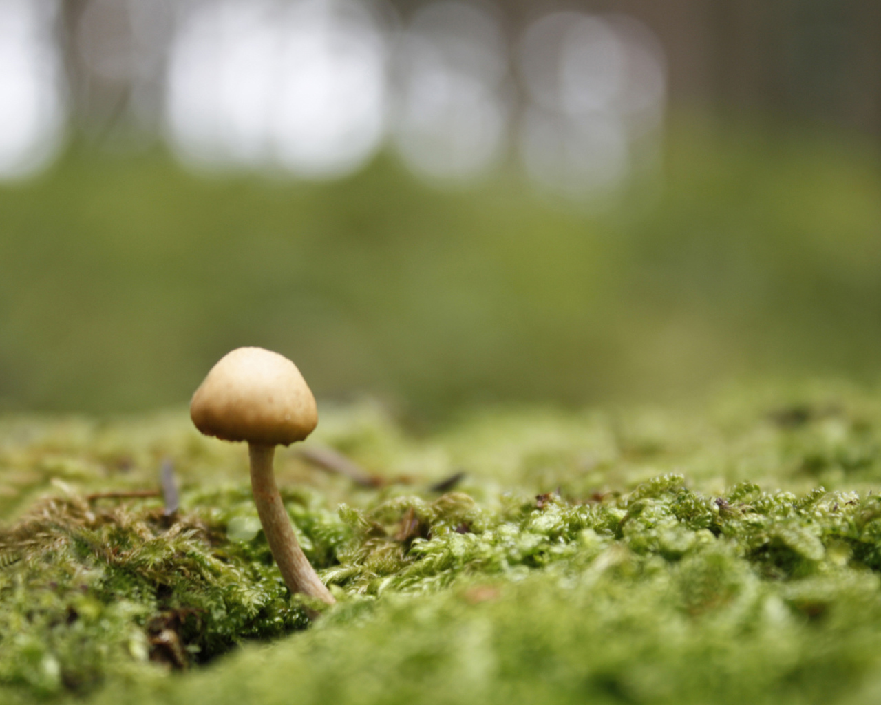 Пробивается молодой гриб