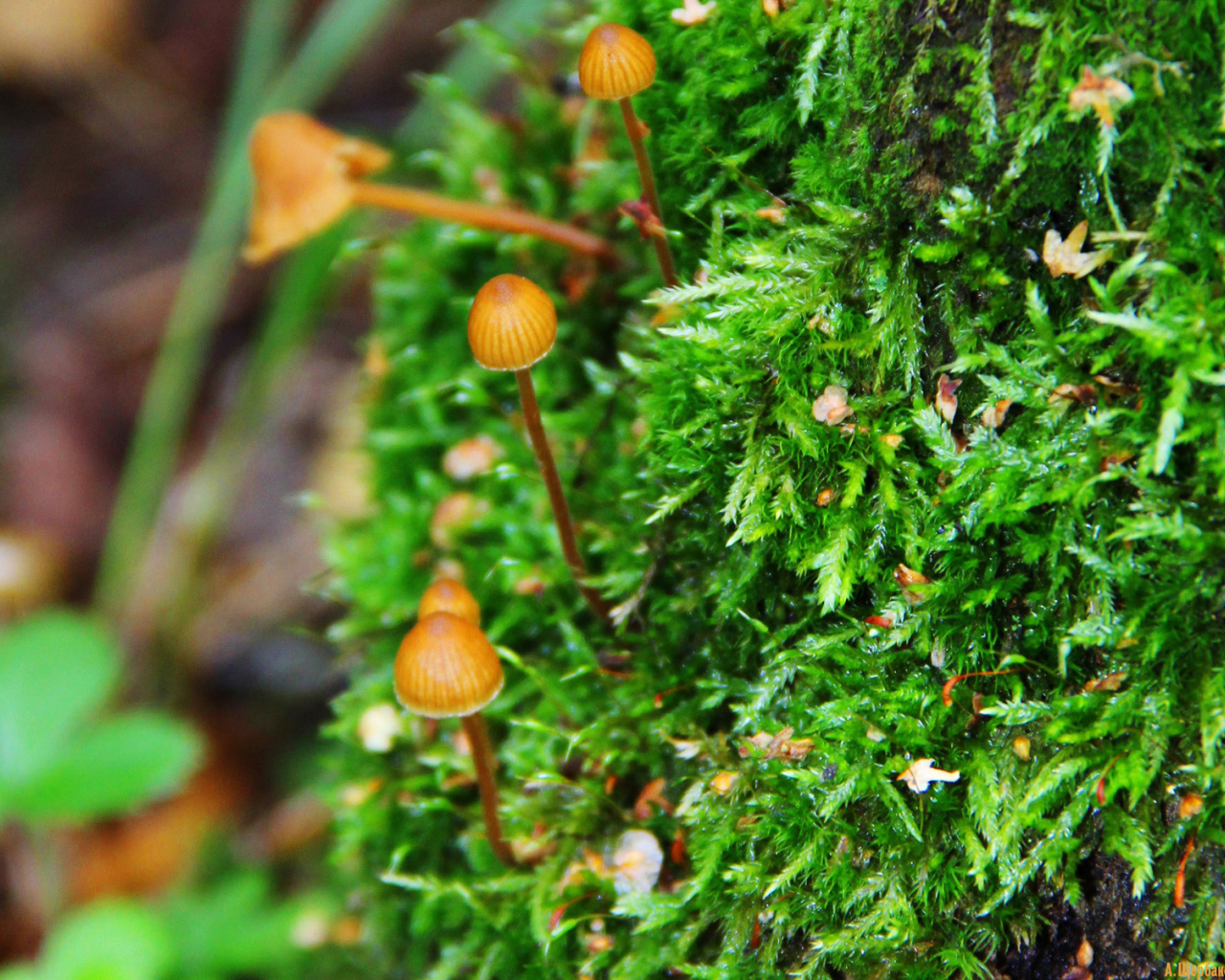 Семейка грибов опят