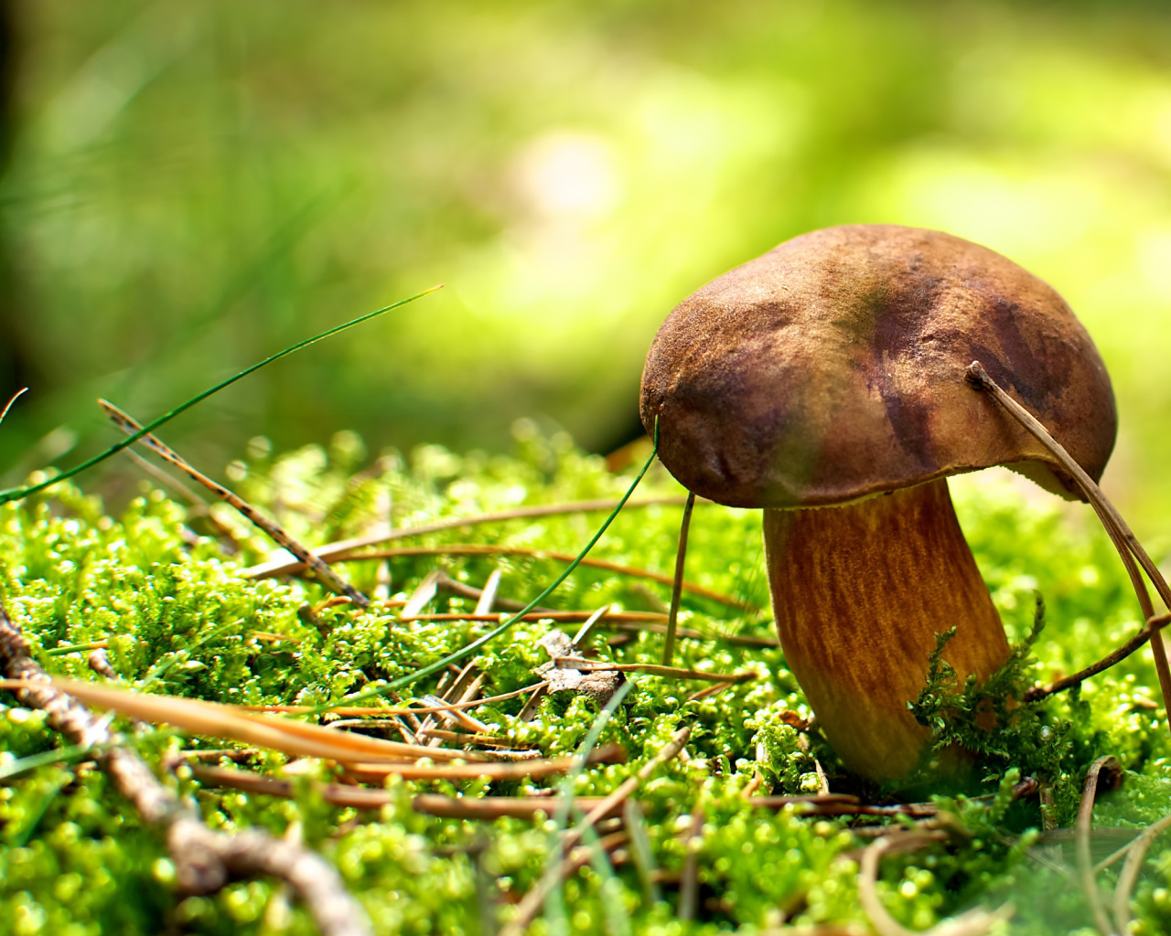 Хвойные иголки вокруг гриба