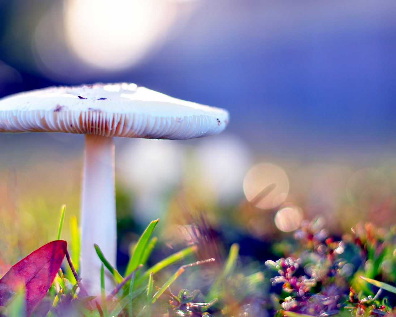 Бледная поганка опасный гриб