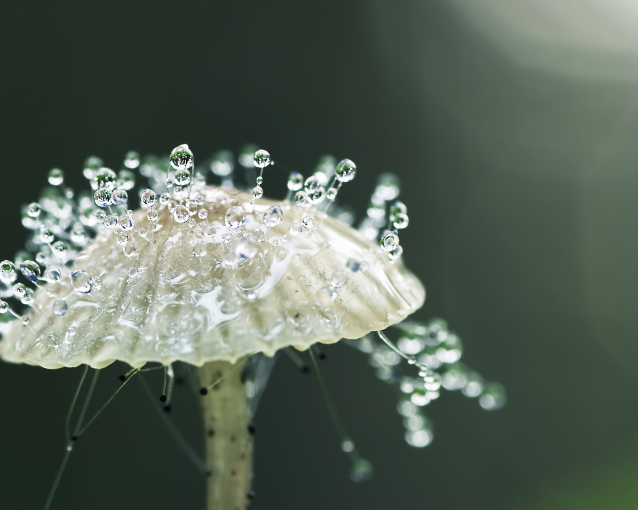 Капли росы на грибе