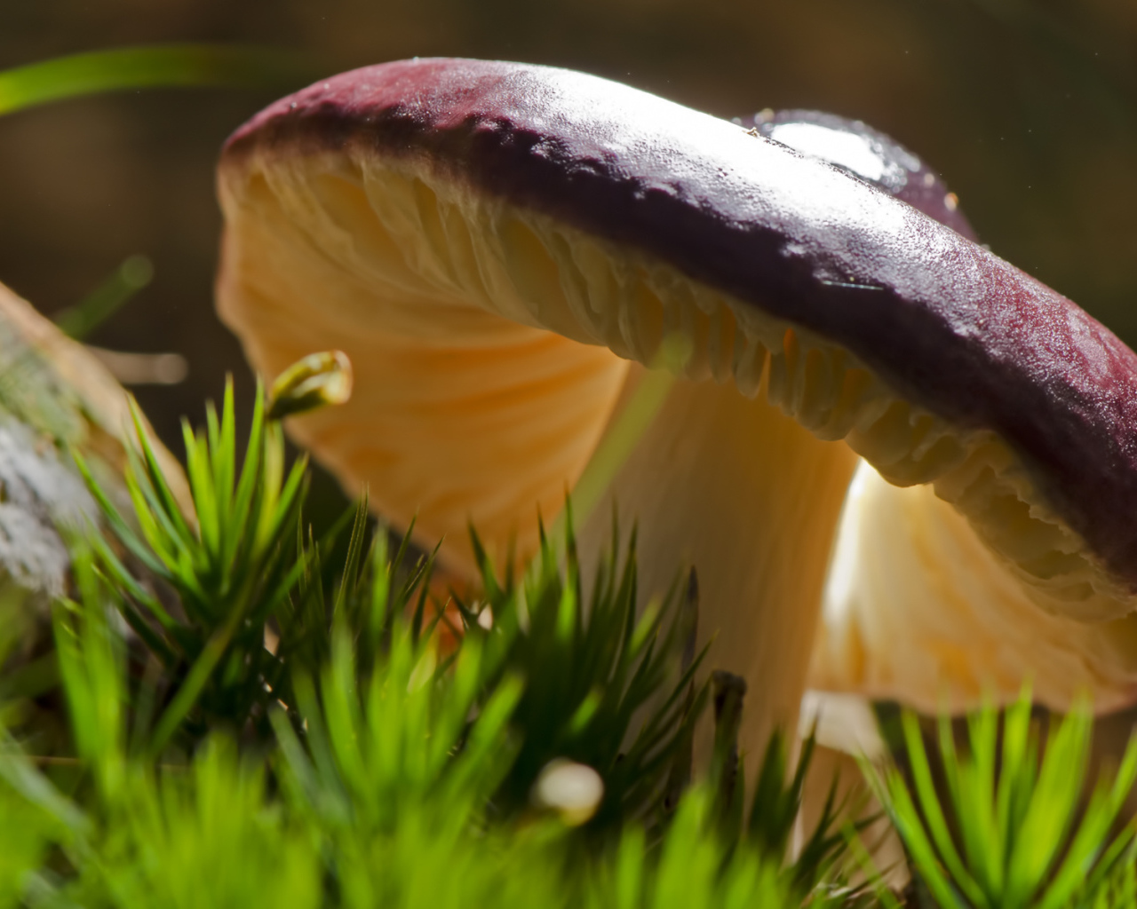 Роскошный съедобный гриб