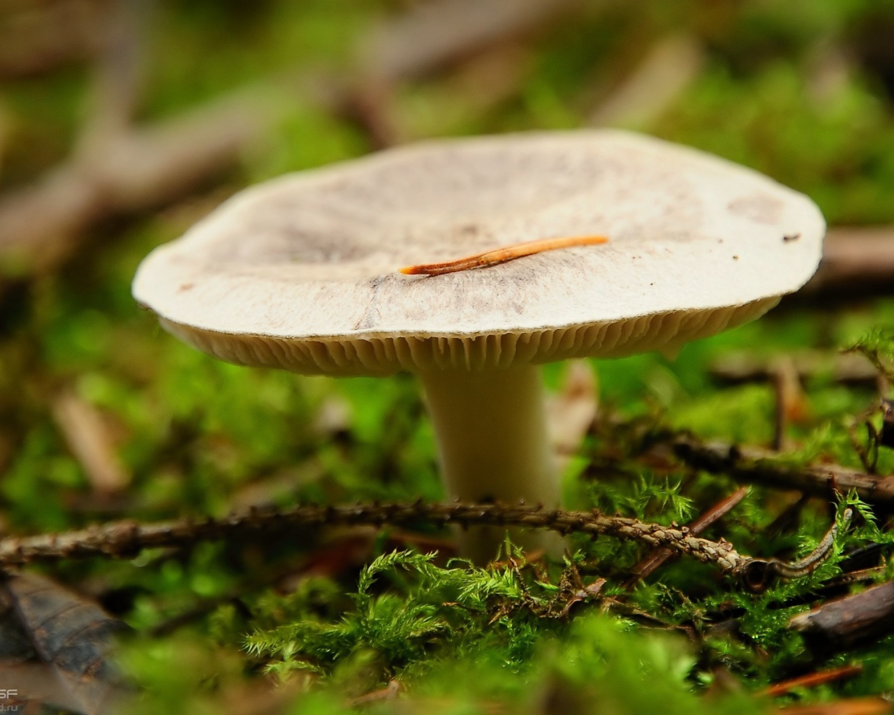 Мох окружает гриб