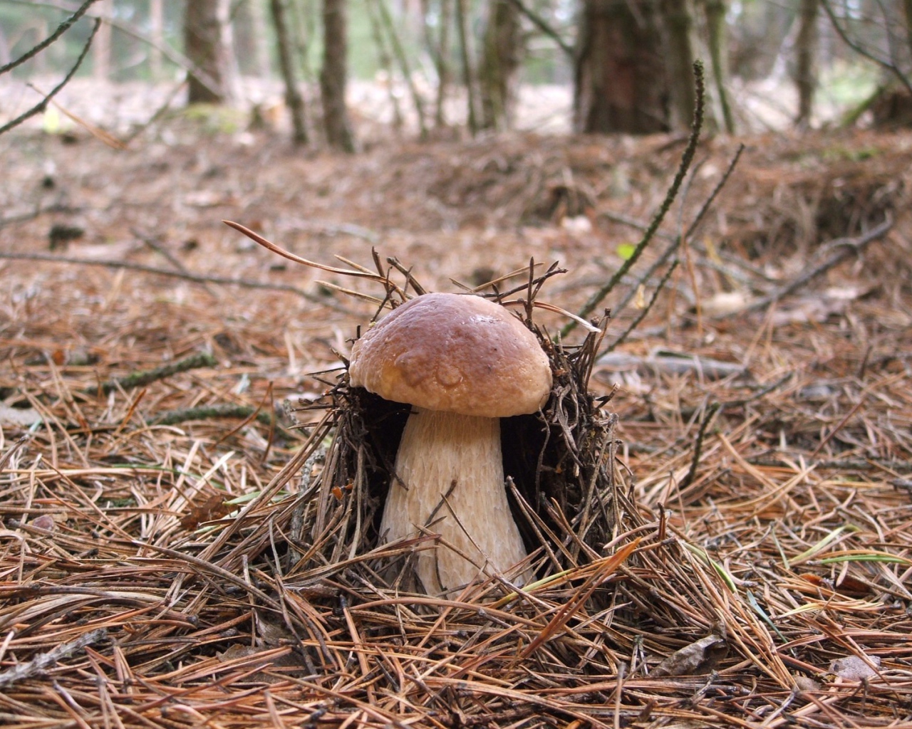 Гриб боровик