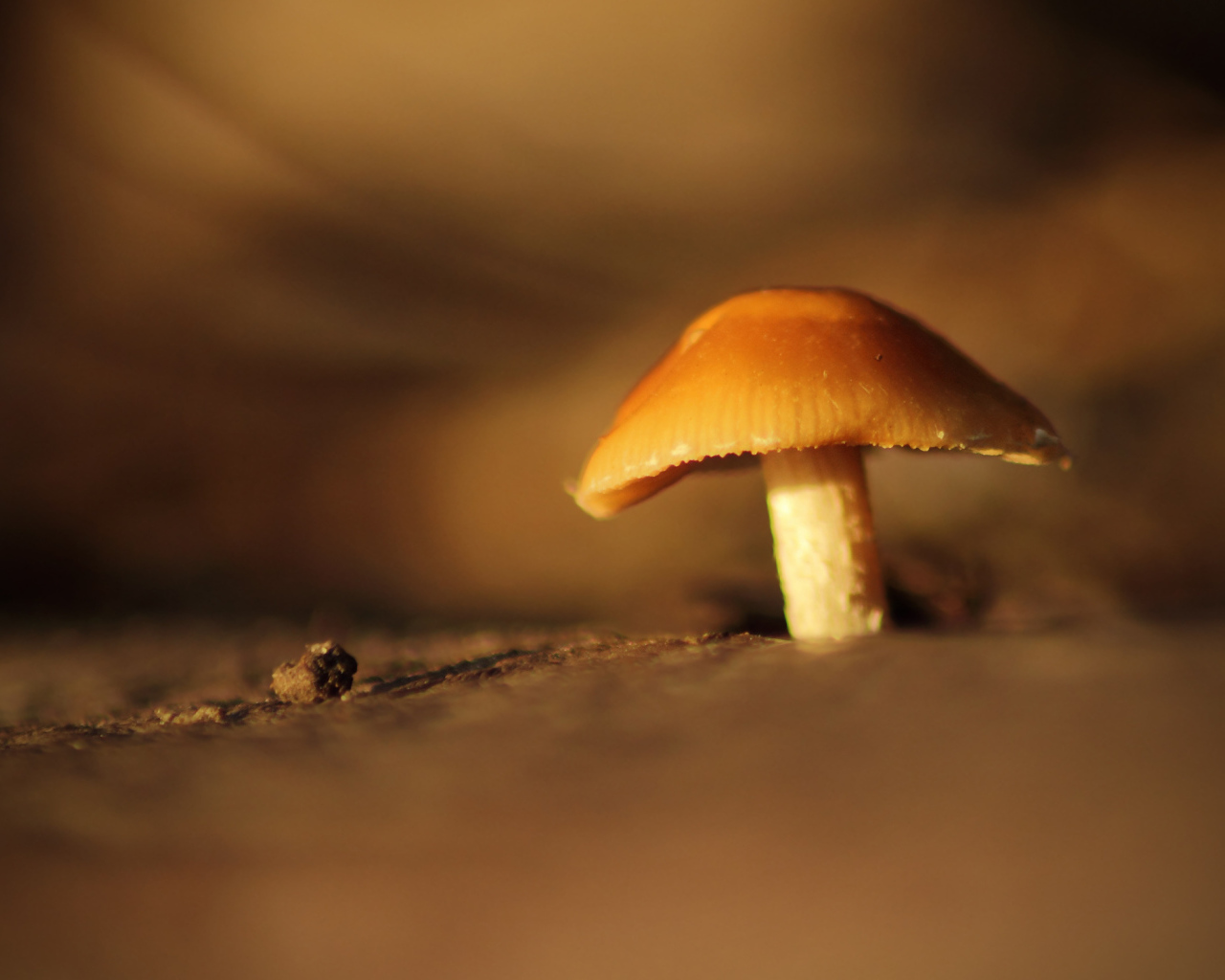Гриб под увеличением