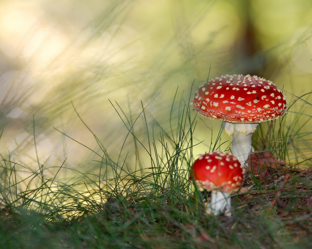 Грибы мухоморы