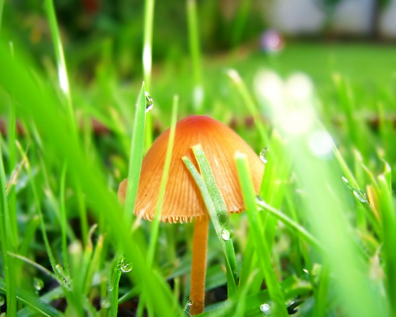 Гриб после дождя