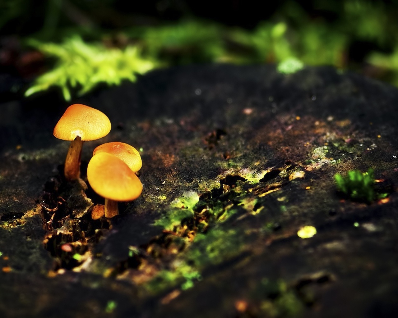 Three little fungus