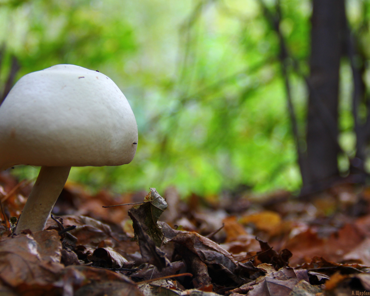 Белый гриб в лесу