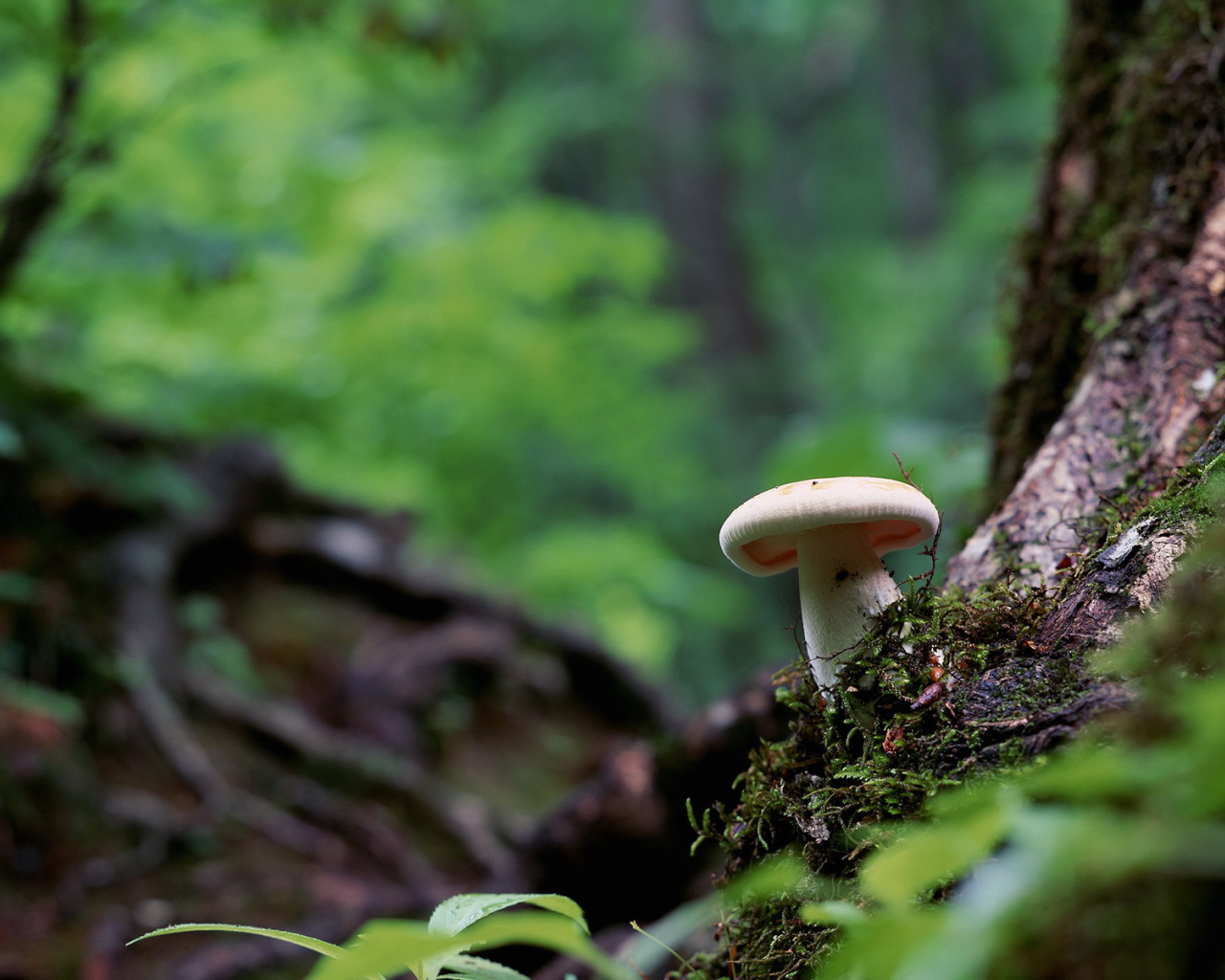 Белый гриб в лесу под деревом