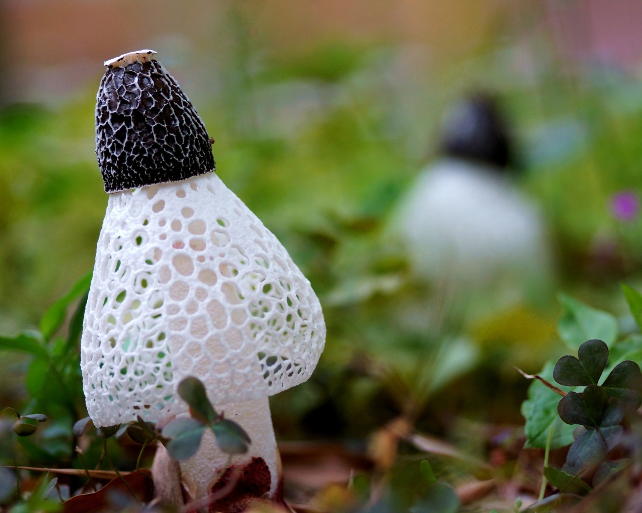 Сетчатые грибы