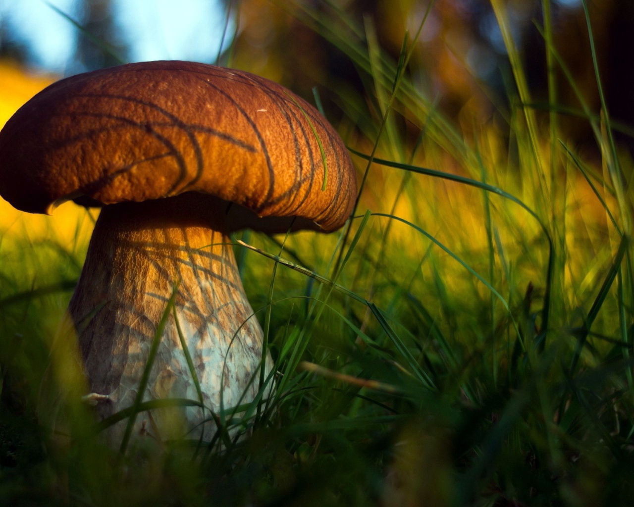 Гриб боровик в траве